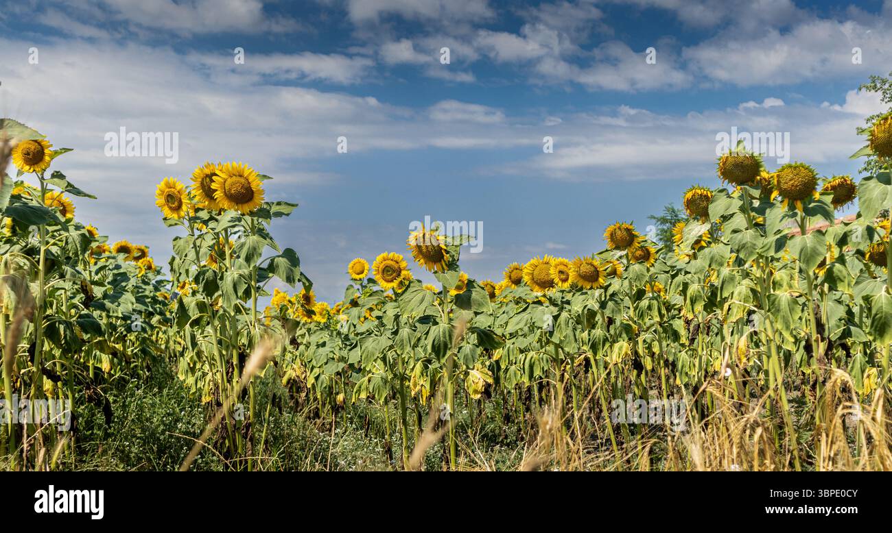 Champ de tournesols en fleurs sous un ciel bleu partiellement nuageux. Fleurs jaunes en rangées, entourées de feuilles vertes et d'herbes dans un paysage rural d'été Banque D'Images