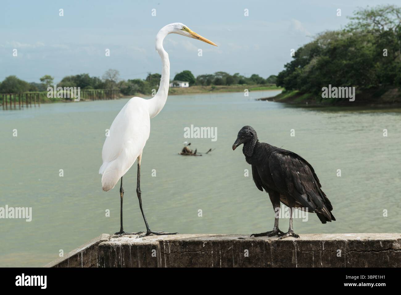 Grand héron blanc et vautours noir perchés sur un mur près de la rivière Sibu, (Santa Cruz de) Lorica, département de Cordoue, Colombie Banque D'Images
