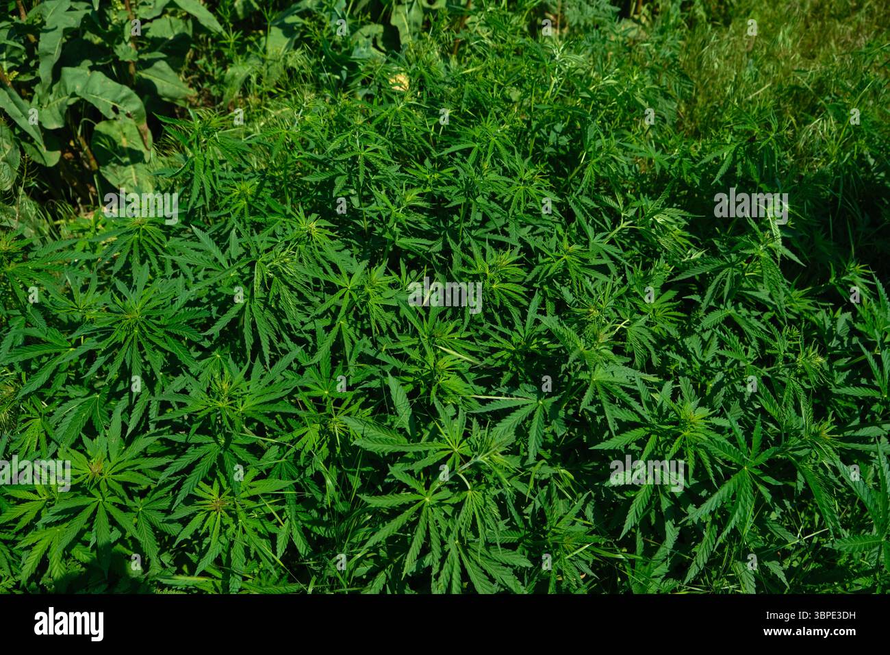 Contexte des plantes de marijuana. Feuilles et graines de chanvre. Légalisation de la marijuana, usine de drogue, culture industrielle du cannabis. Banque D'Images