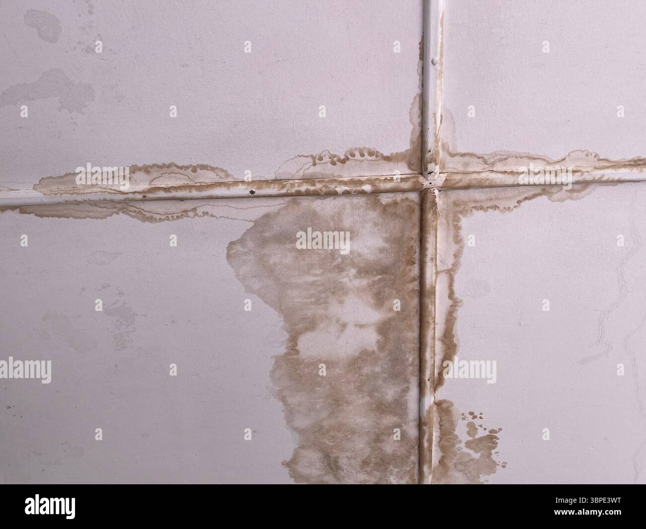 Gros plan d'un plafond endommagé par l'eau montrant des taches brunes importantes et de la moisissure le long des joints du panneau. Banque D'Images