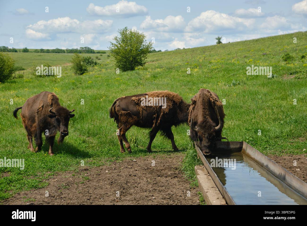 Les bisons européens (wisents) l'eau potable. Animaux sauvages dans une réserve naturelle protégée. Paysage d'été avec des espèces rares dans la nature Banque D'Images
