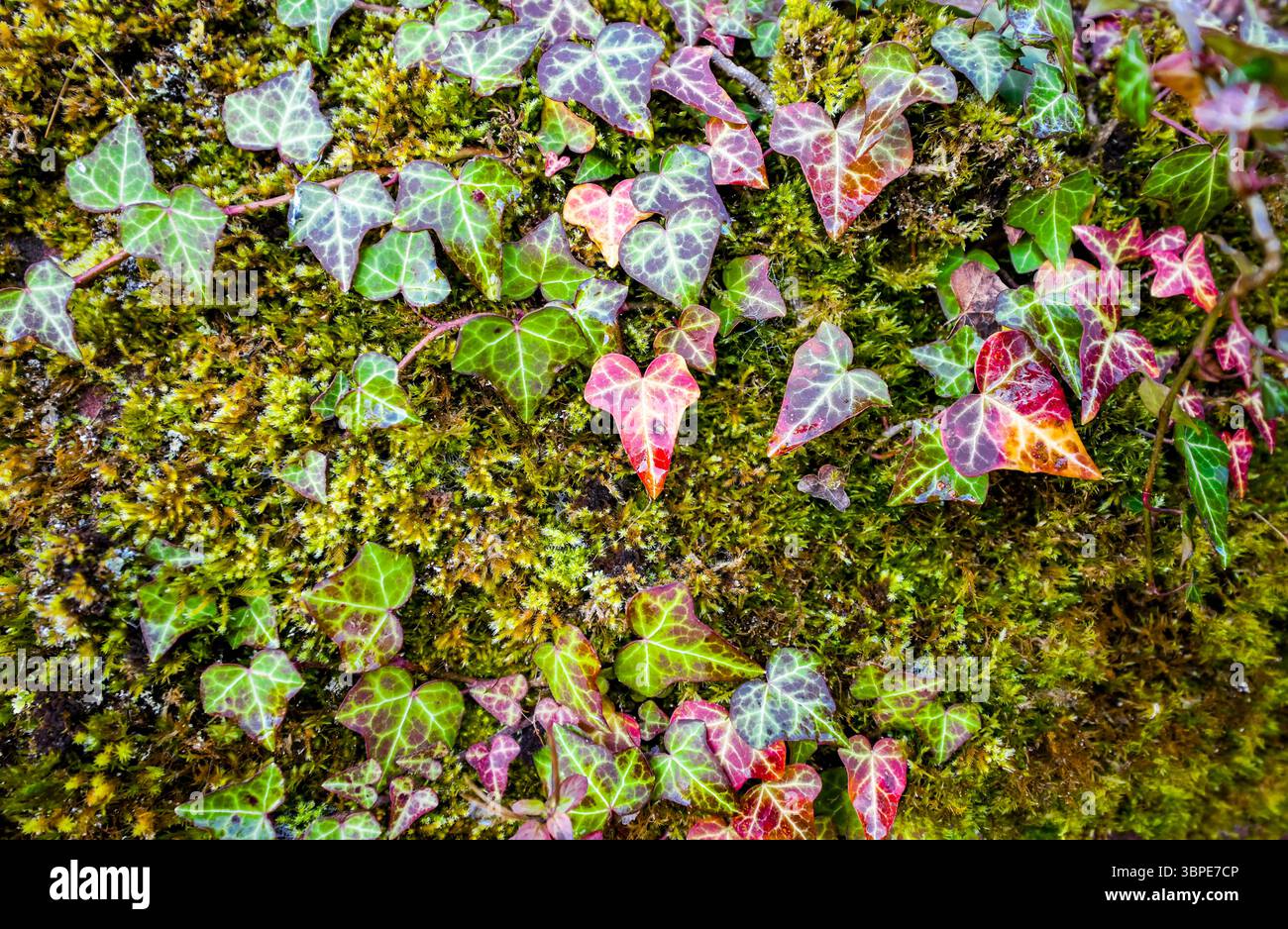 Lierre coloré en automne, poussant sur un mur de pierre moussue Banque D'Images