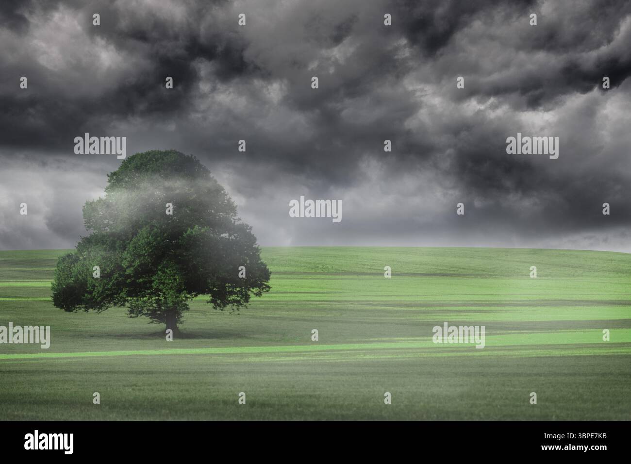 Arbre solitaire à larges feuilles est debout sur un champ herbeux avec de la brume sous un ciel orageux dans un design plat Banque D'Images
