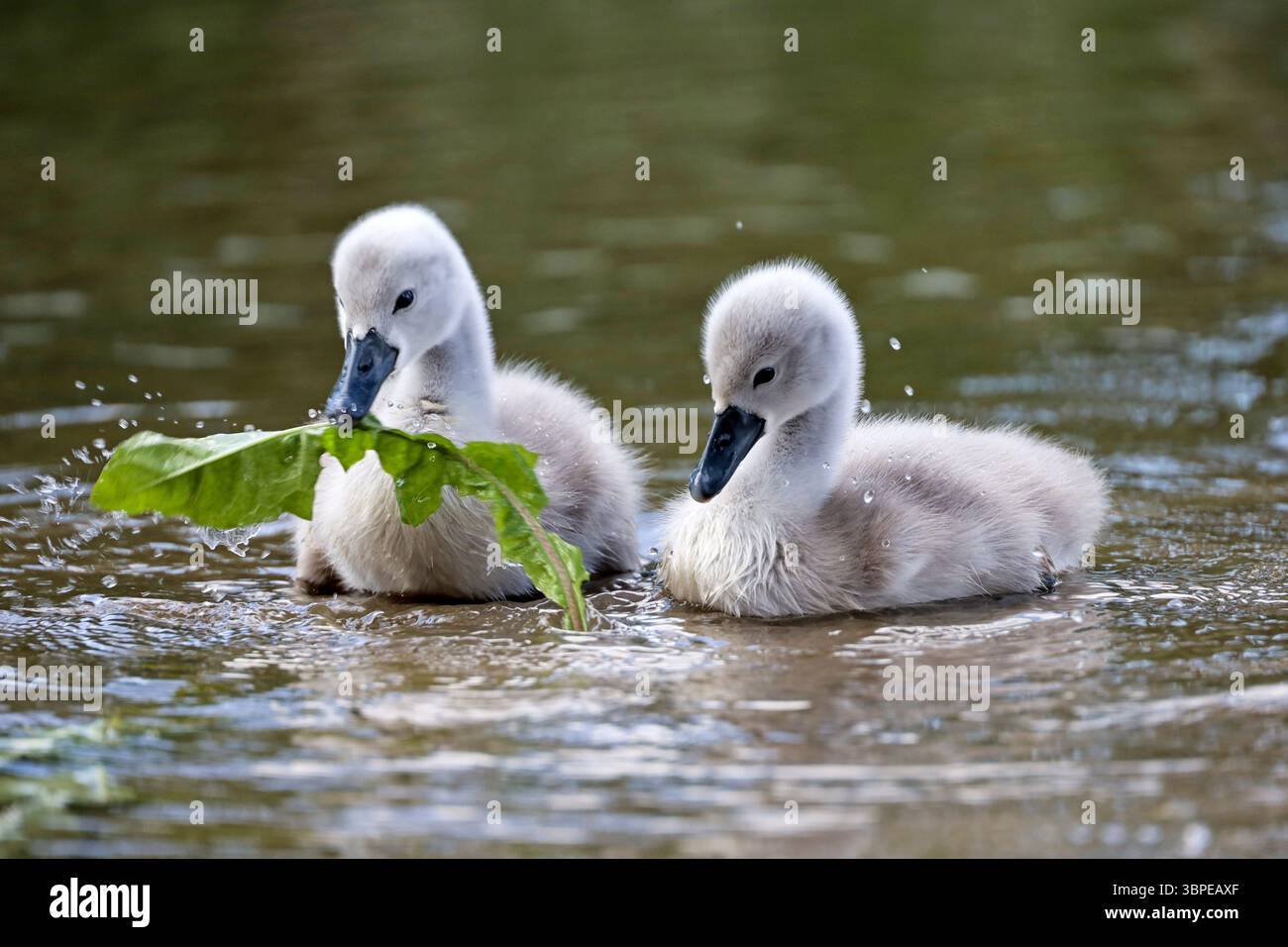 Cygnets nageant dans l'eau. Poussins de cygne mangeant des feuilles de pissenlit sur le lac d'été Banque D'Images