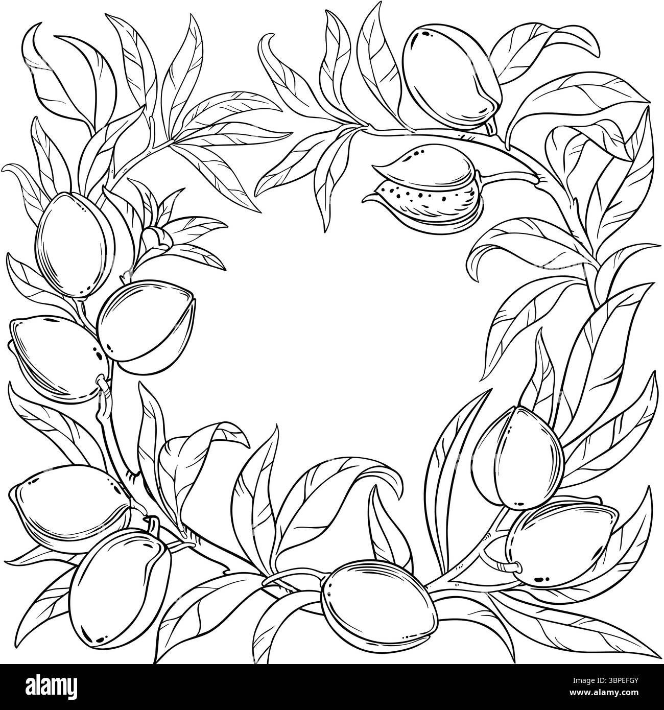 Cadre contour de branche d'amande avec noix et feuilles. Illustration de Vecteur Cadre contour de branche d'amande avec noix et feuilles. Illustration de Vecteur