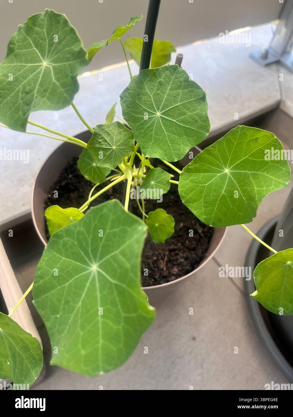 Young Bush nasturtium Tropaeolum MINUS plante d'intérieur fleur comestible en pot sur le balcon de l'appartement - Image de stock capturée avec un smartphone
