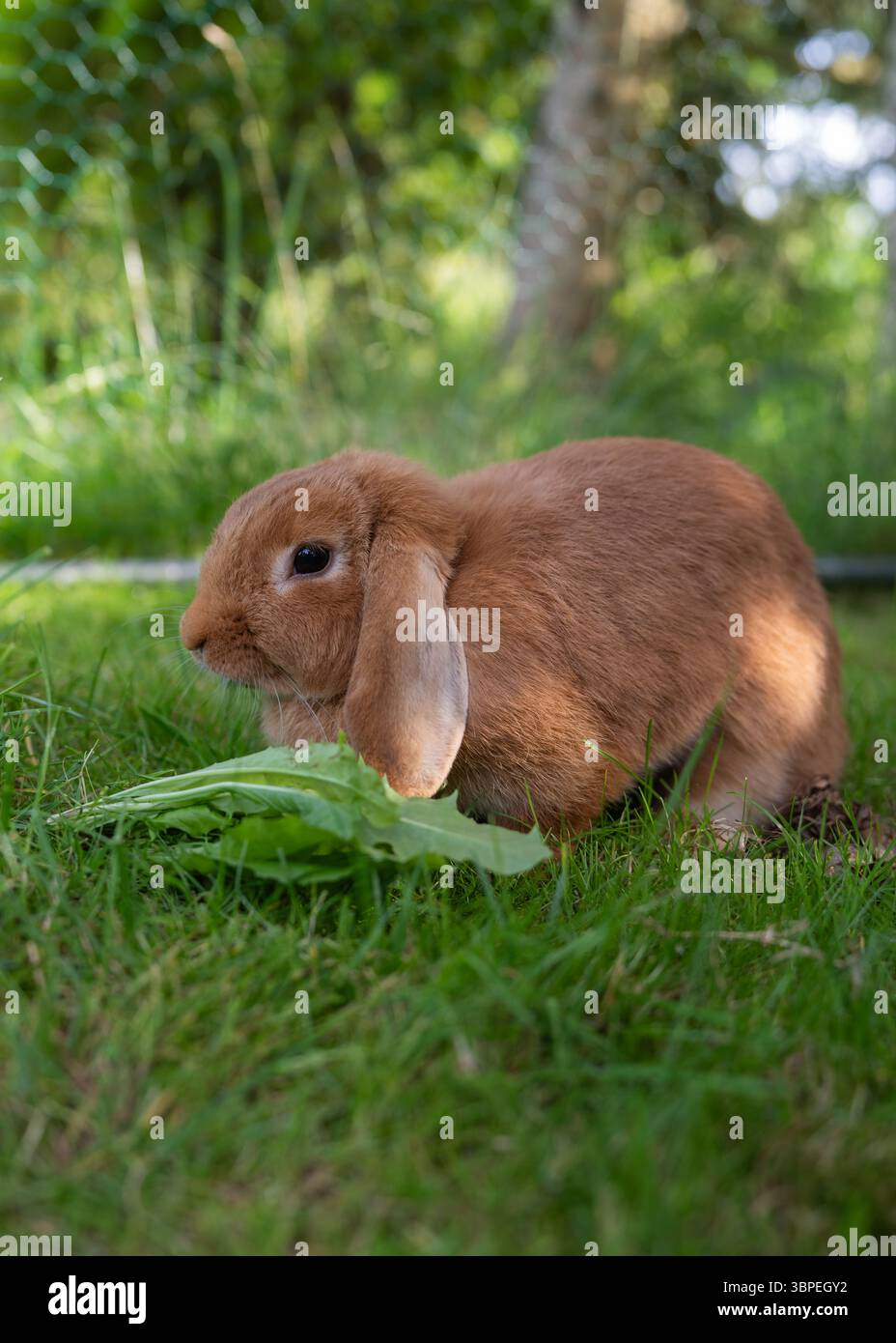 Lapin moelleux à oreilles lop profitant d'une journée ensoleillée sur l'herbe verte vibrante. Scène de nature extérieure parfaite pour le printemps, les animaux et le style de vie rural paisible Banque D'Images