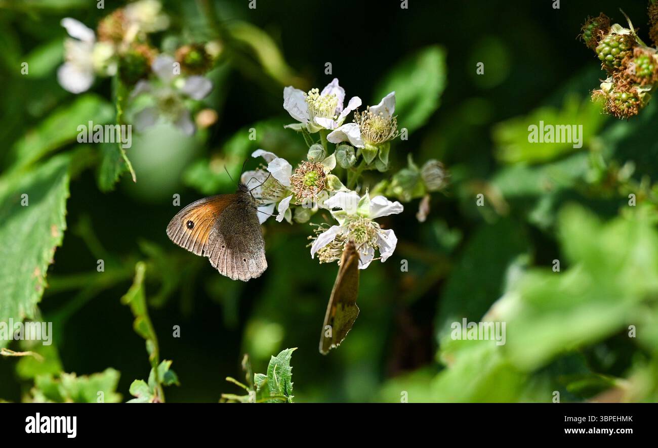 Petits papillons de bruyère Coenonympha pamphilus reposant sur des mûriers au réservoir d'Arlington dans l'est du Sussex, Angleterre Royaume-Uni Banque D'Images