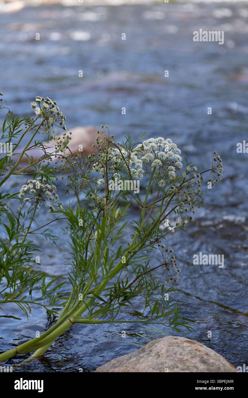 Lierre empoisonnée, Cicuta virosa, en myrkkykeiso finlandais, poussant sur la rive du fleuve en Finlande. Fleurs blanches, fond d'eau bleu. Banque D'Images