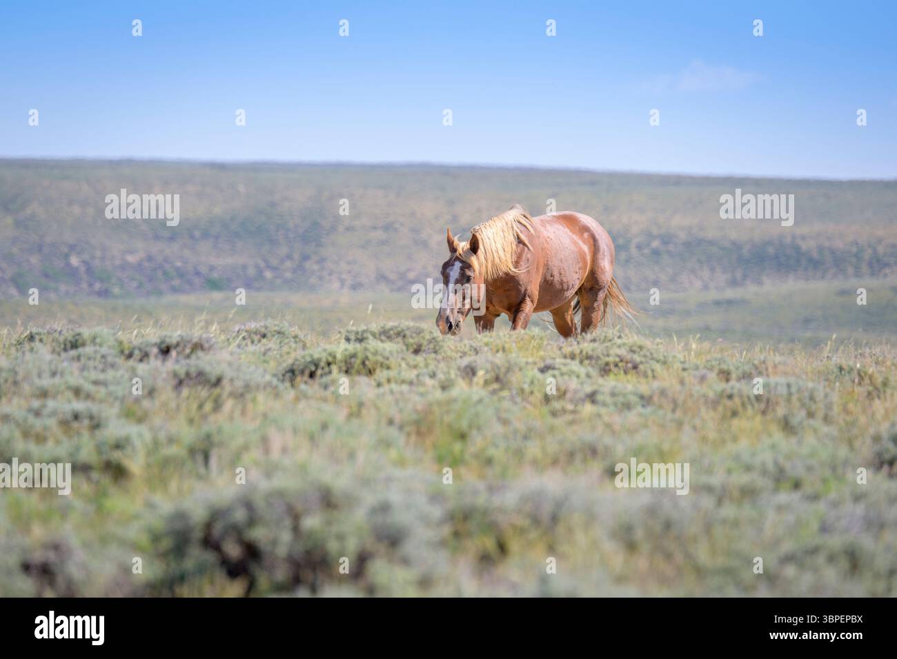 Étalon de cheval mustang sauvage (Equus caballus) dans la prairie, Rock Springs, Wyoming, États-Unis. Banque D'Images