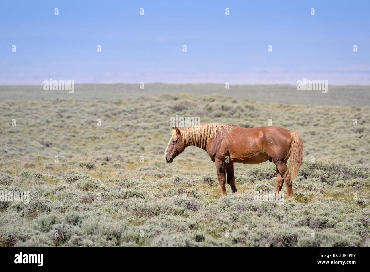 Étalon de cheval mustang sauvage (Equus caballus) dans la prairie, Rock Springs, Wyoming, États-Unis. Banque D'Images