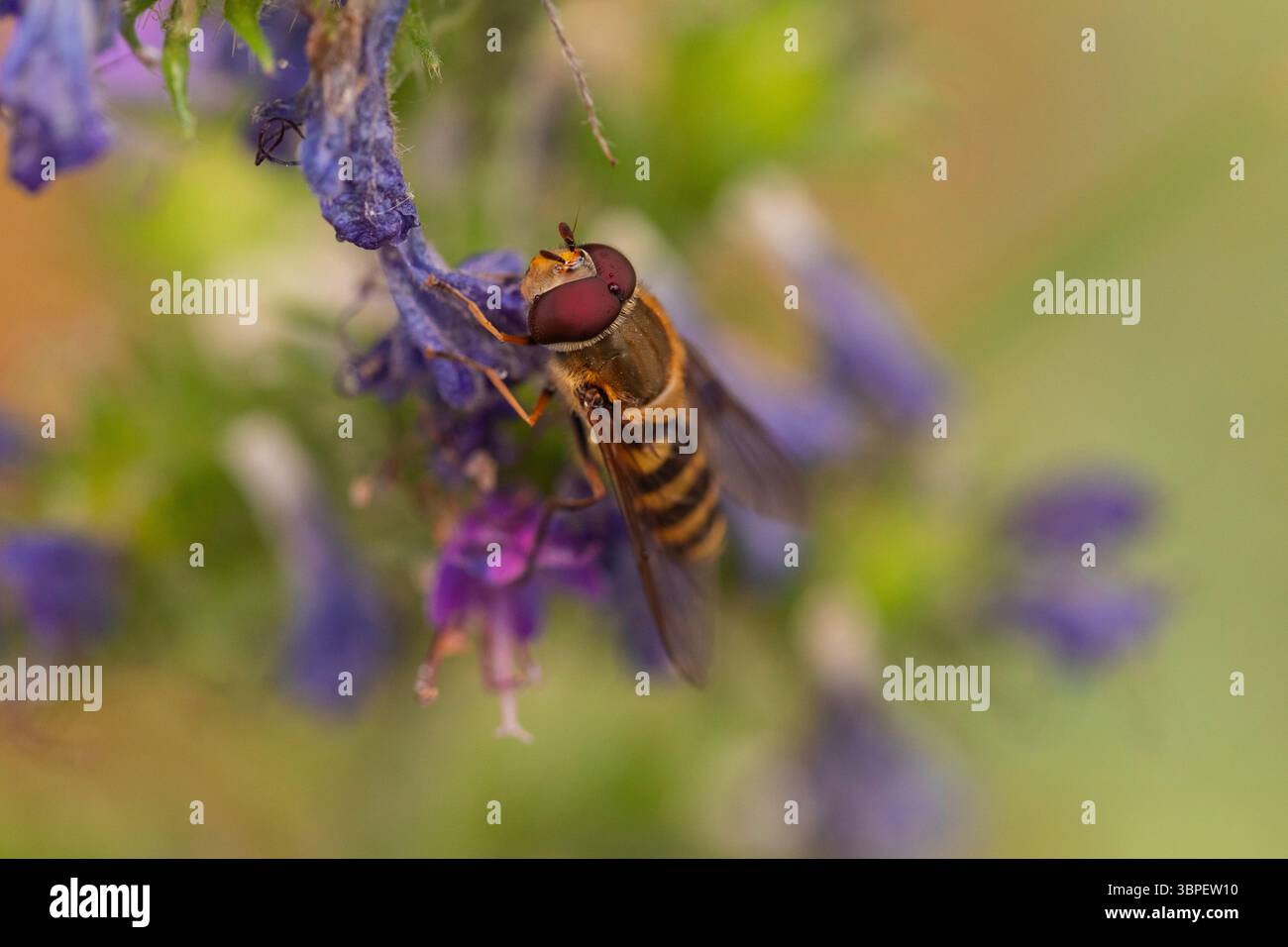 Macro capture naturelle d'une mouche aérienne interagissant avec les pétales de fleurs sauvages, parfait exemple de biodiversité des pollinisateurs Banque D'Images