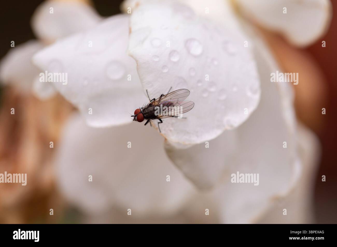 Volez sur une photo macro de pétales de rosée, combinant les détails nets des traits d'insectes et la texture florale lisse, idéal pour la nature, la biologie et le vis environnemental Banque D'Images