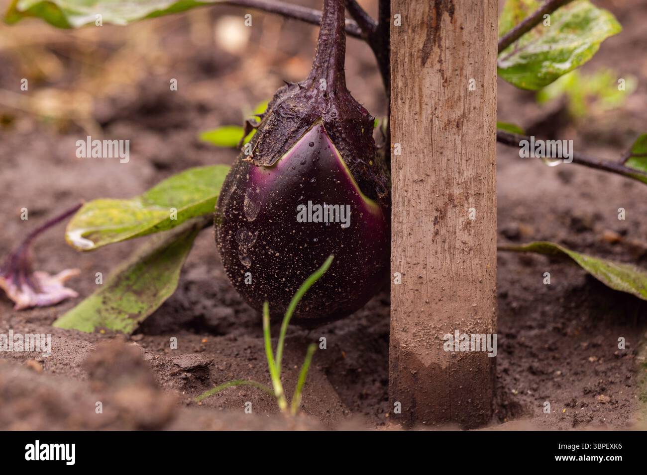 Aubergine de jardin biologique avec des gouttes de pluie fraîches sur la surface, soutenue par un pieu en bois dans un environnement de sol sain Banque D'Images