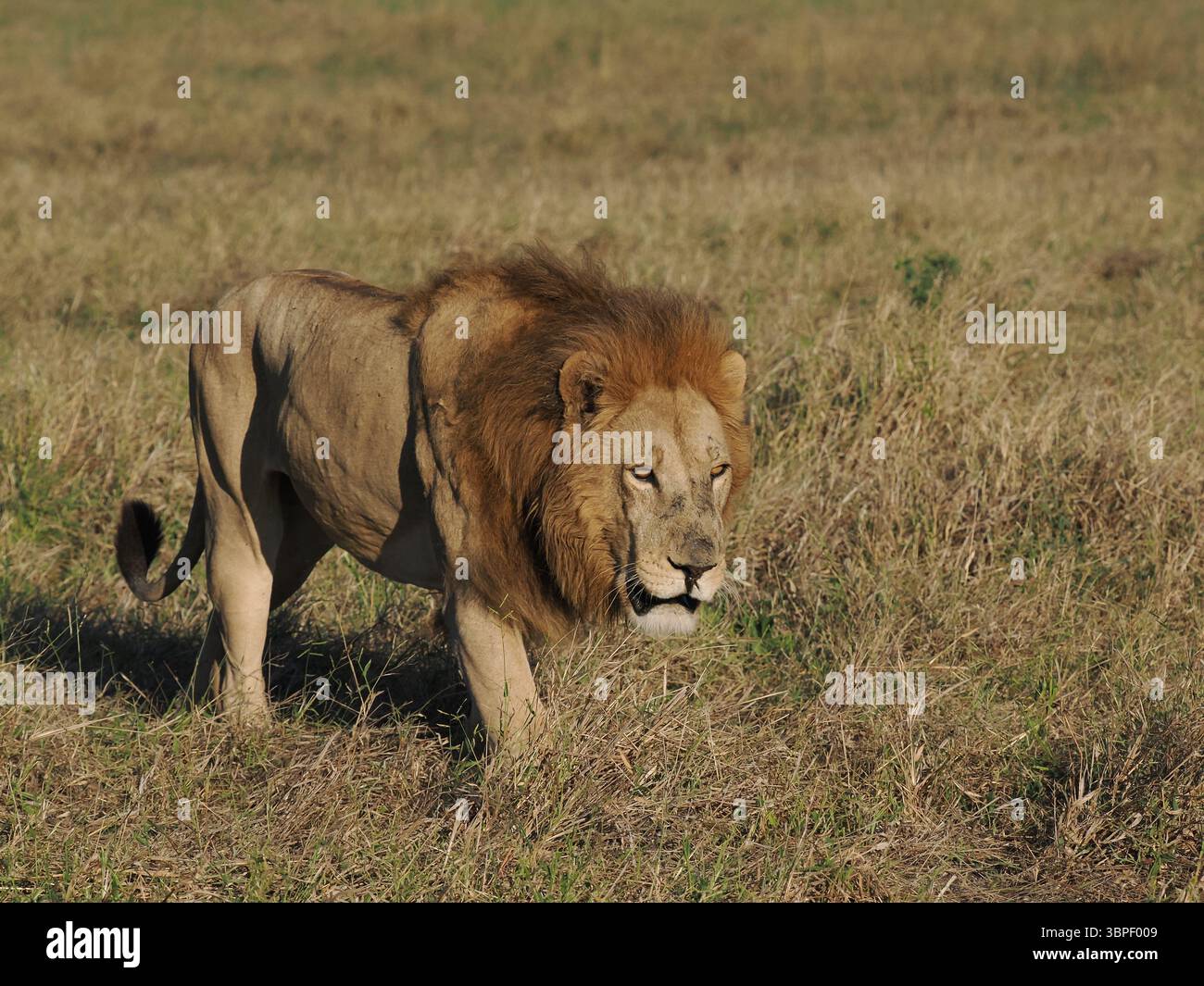 Le lion africain est le prédateur apex du continent. Avec l'abondance des espèces de proies dans le delta de l'Okavango, il y a de la nourriture disponible toute l'année. Banque D'Images