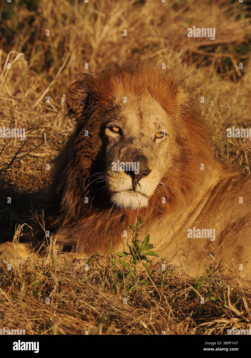 Le lion africain est le prédateur apex du continent. Avec l'abondance des espèces de proies dans le delta de l'Okavango, il y a de la nourriture disponible toute l'année. Banque D'Images