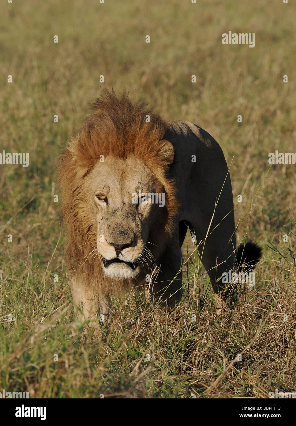 Le lion africain est le prédateur apex du continent. Avec l'abondance des espèces de proies dans le delta de l'Okavango, il y a de la nourriture disponible toute l'année. Banque D'Images