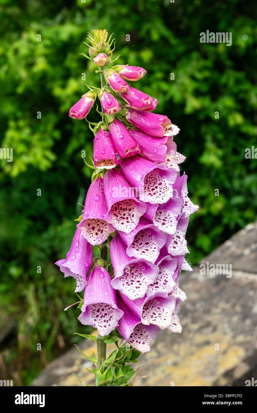 Foxglove commun (digitalis purpurea) une plante de jardin de cottage à fleurs d'été avec une fleur d'été violette communément appelée digitalis, jardinage St Banque D'Images