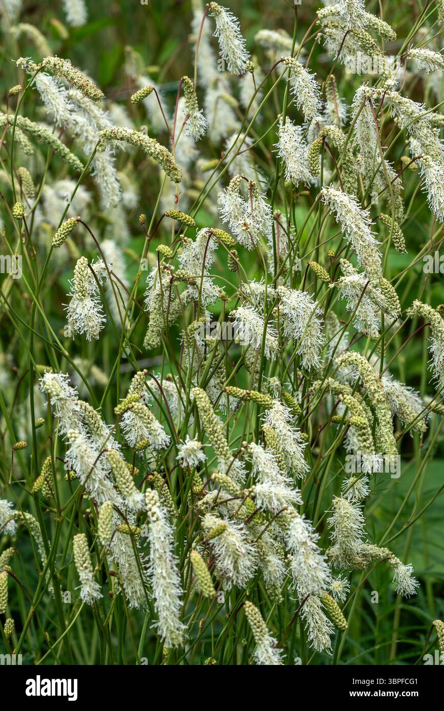 Sanguisorba tenuifolia une plante à fleurs d'été avec une fleur blanche d'été communément appelée burnet, image de stock de jardinage Banque D'Images