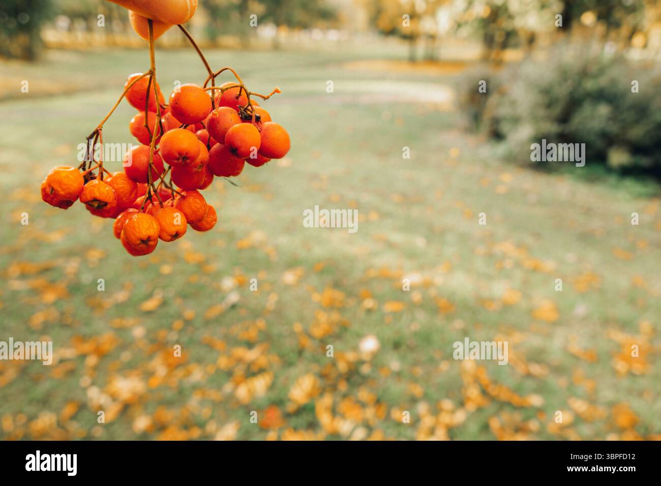 Bouquet de baies de rowan sur fond de nature floue d'automne. Magnifique parc de la ville avec des feuilles colorées et des rayons du soleil Banque D'Images