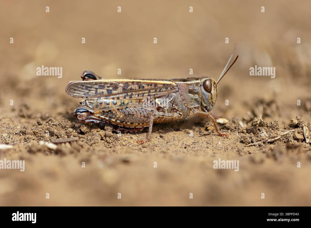 Sauterelle italienne, Calliptamus italicus, sauterelle à cornes courtes, Macro, insecte, insectes, Grasshopper, Grasshoppers, Banque D'Images
