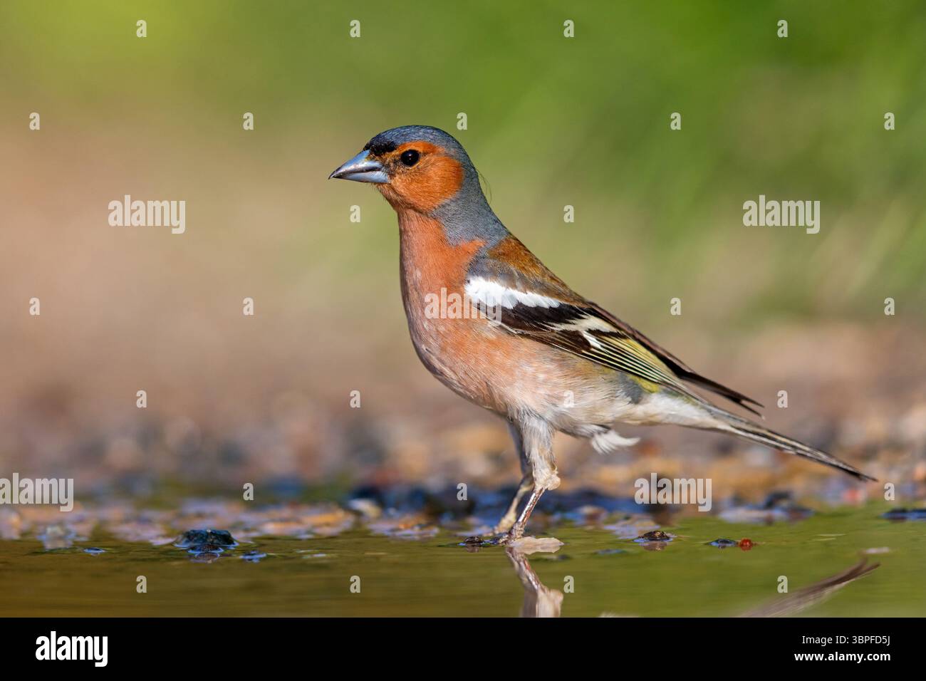 Chaffinch, Fringilla coelebs, animaux, oiseaux, perche, famille finch, Banque D'Images