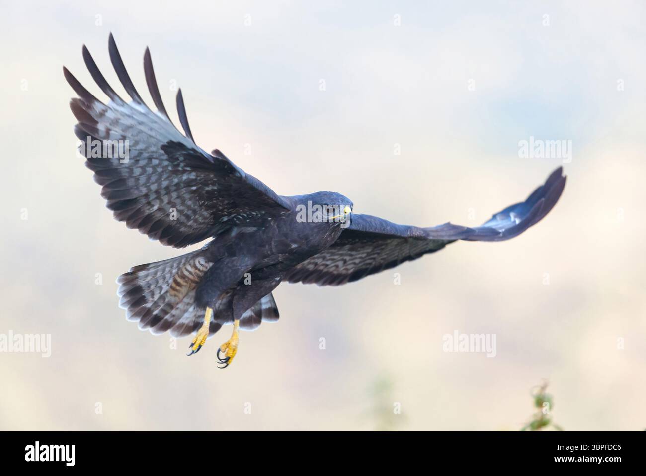Buzzard commun, Buzzard commun, Buzzard, Buzzard eurasien, Buteo buteo, variable de buse, Busardo Ratone Banque D'Images