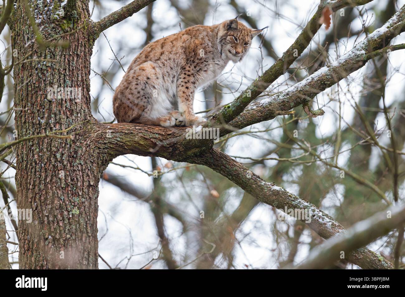 Lynx eurasien, lynx nordique, lynx eurasien, lynx lynx lynx lynx lynx lynx, animaux, mammifères, portrait, Banque D'Images