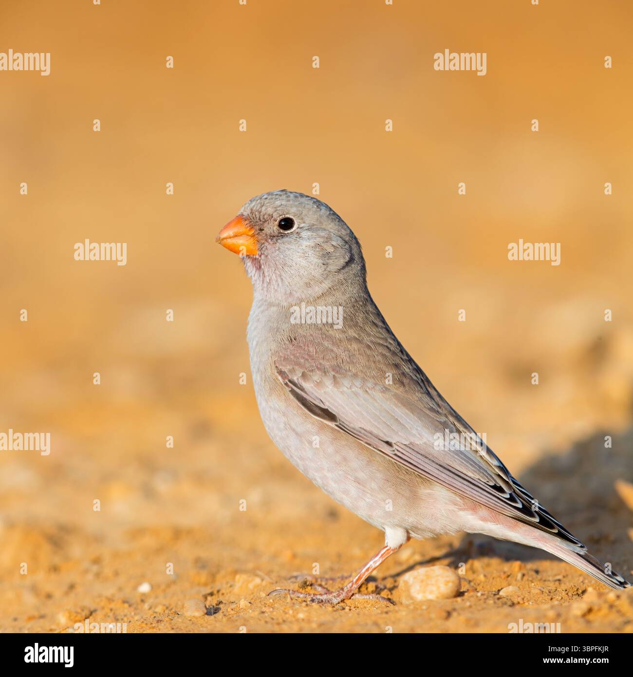 Desert Finch, famille Finch, Finch, Trumpeter Finch, Rhodopechys githaginea, Roselin githagine, Bouvreuil githagine, Camachuelo Trompetero Banque D'Images