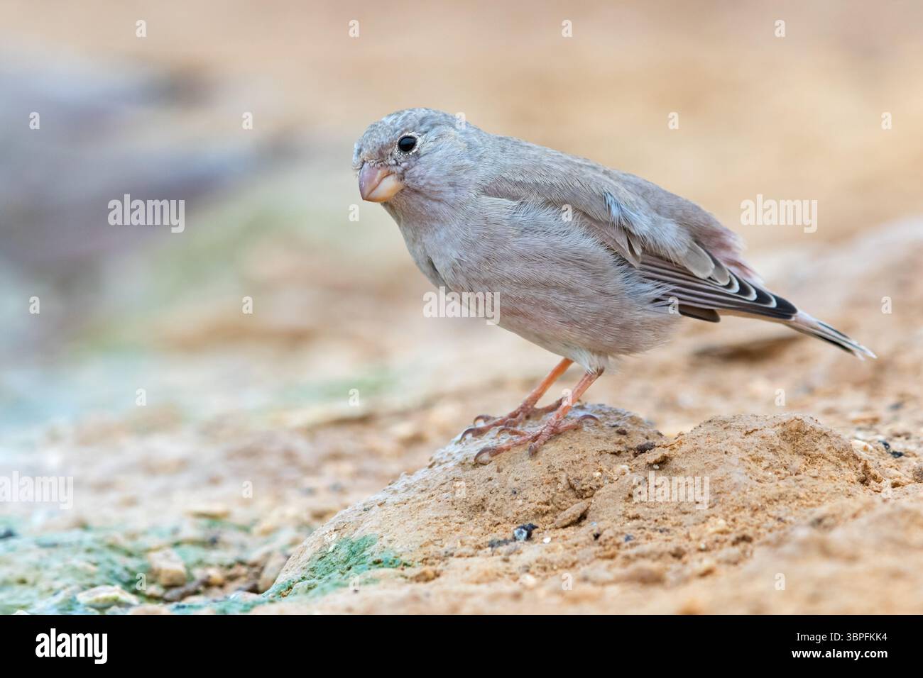 Desert Finch, famille Finch, Finch, Trumpeter Finch, Rhodopechys githaginea, Roselin githagine, Bouvreuil githagine, Camachuelo Trompetero Banque D'Images