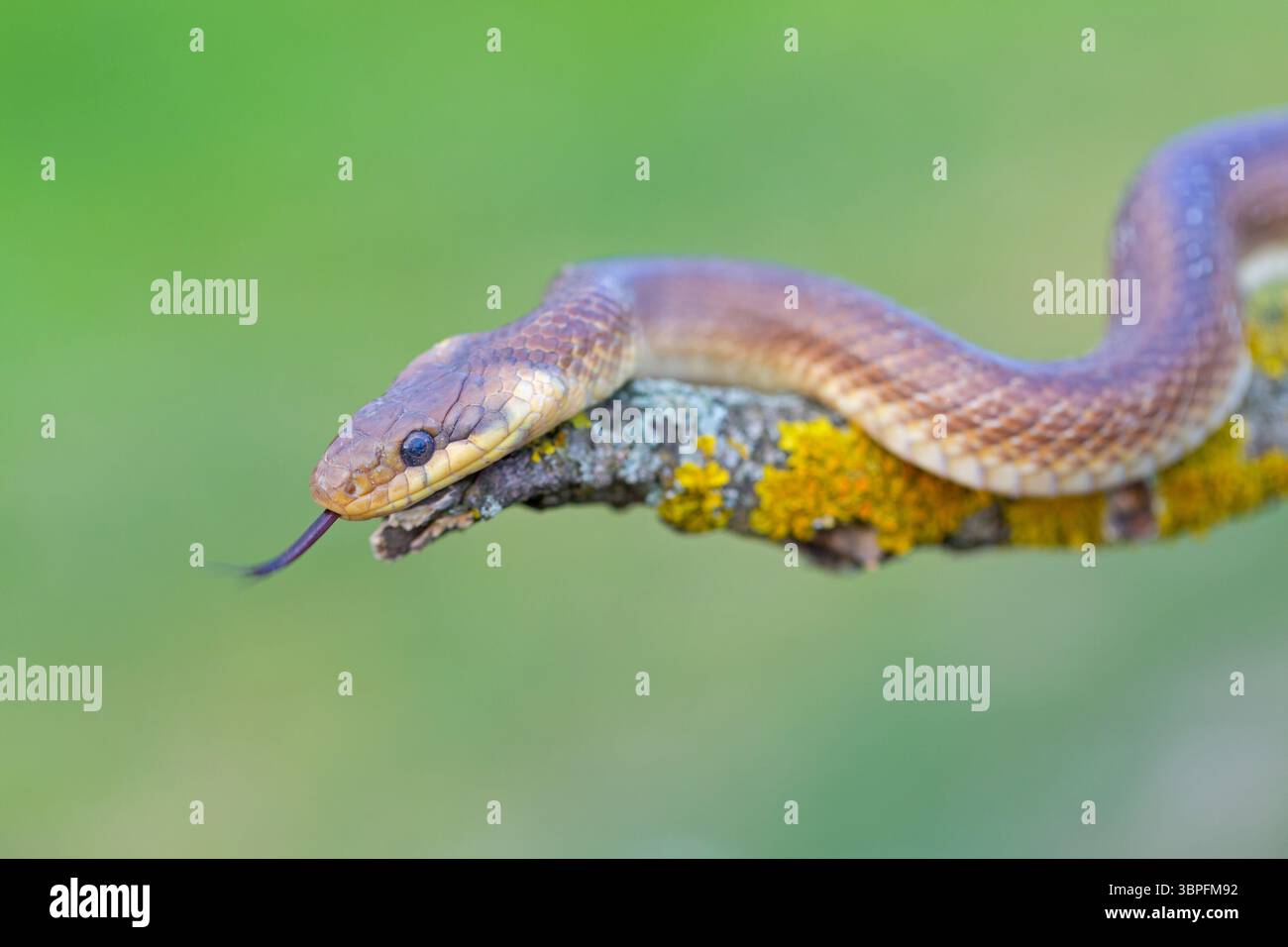 Serpent esculapien, Zamenis longissimus, animaux, reptiles, serpents, famille de serpents, Banque D'Images