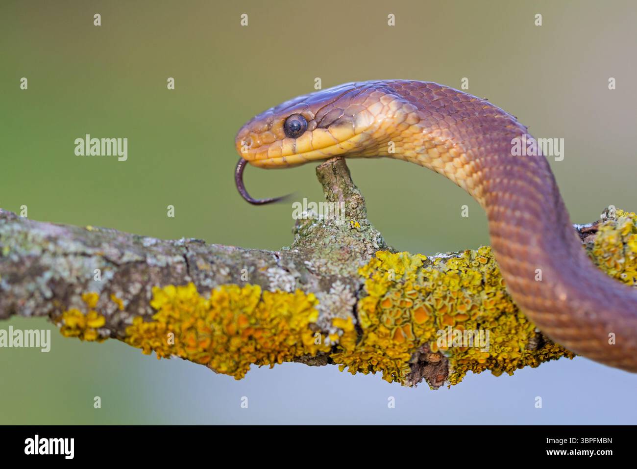 Serpent esculapien, Zamenis longissimus, animaux, reptiles, serpents, famille de serpents, Banque D'Images