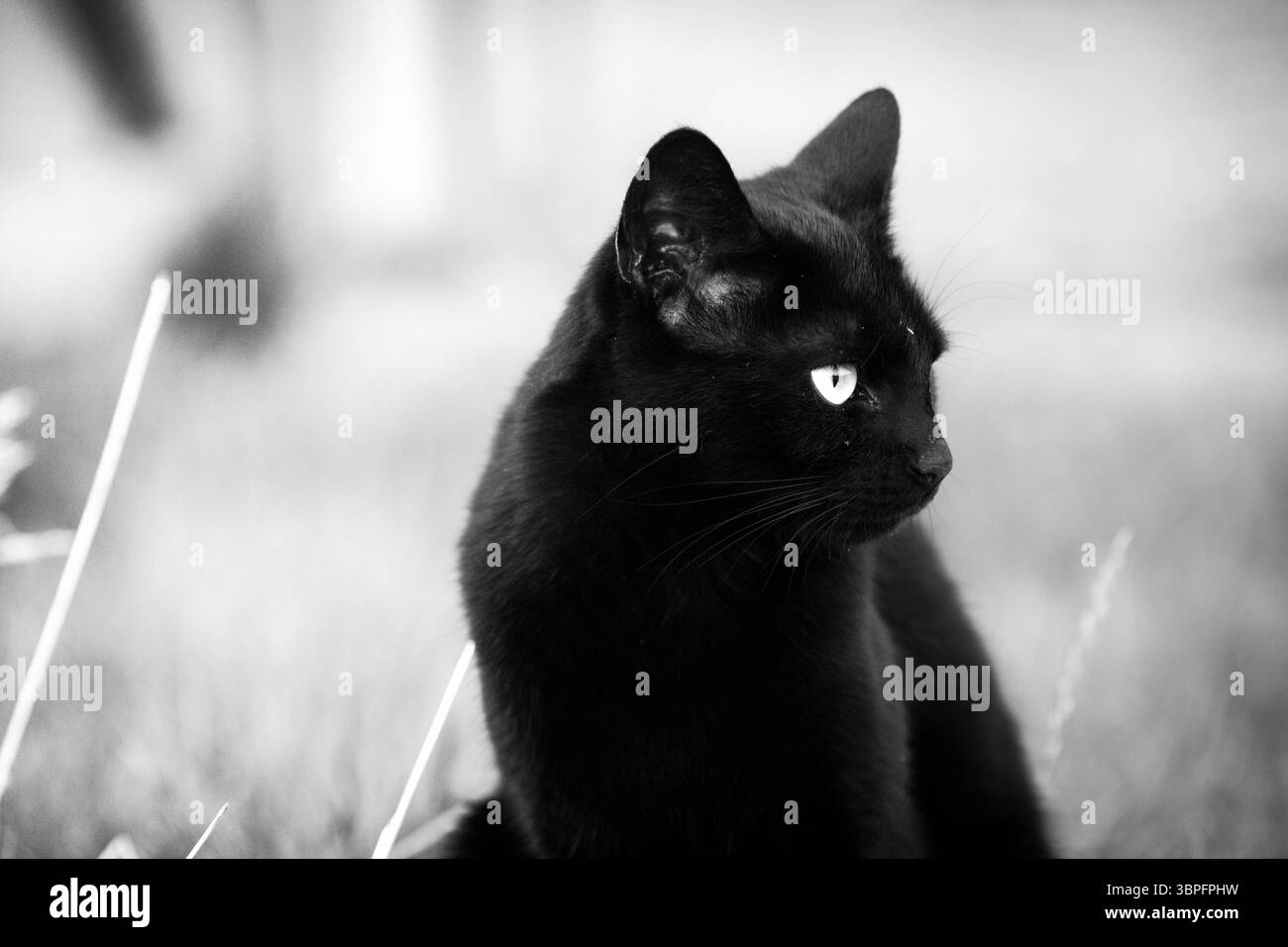 Gros plan noir et blanc saisissant d'un chat noir élégant avec des yeux perçants et lumineux, assis dans un environnement naturel avec un arrière-plan doux et flou. Banque D'Images