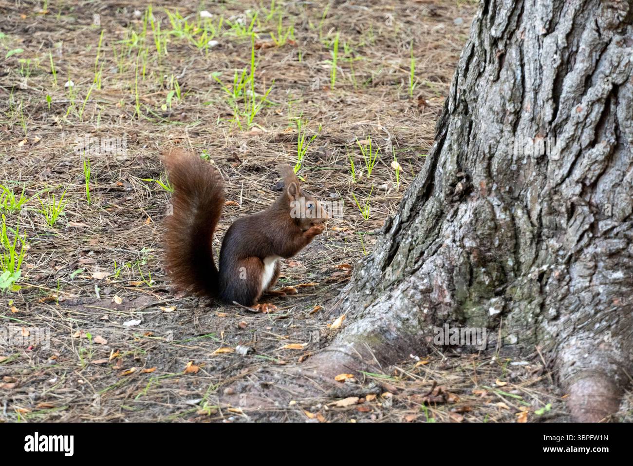 Un écureuil est assis sur le sol près d'un arbre. L'écureuil mange quelque chose. La scène est paisible et calme Banque D'Images