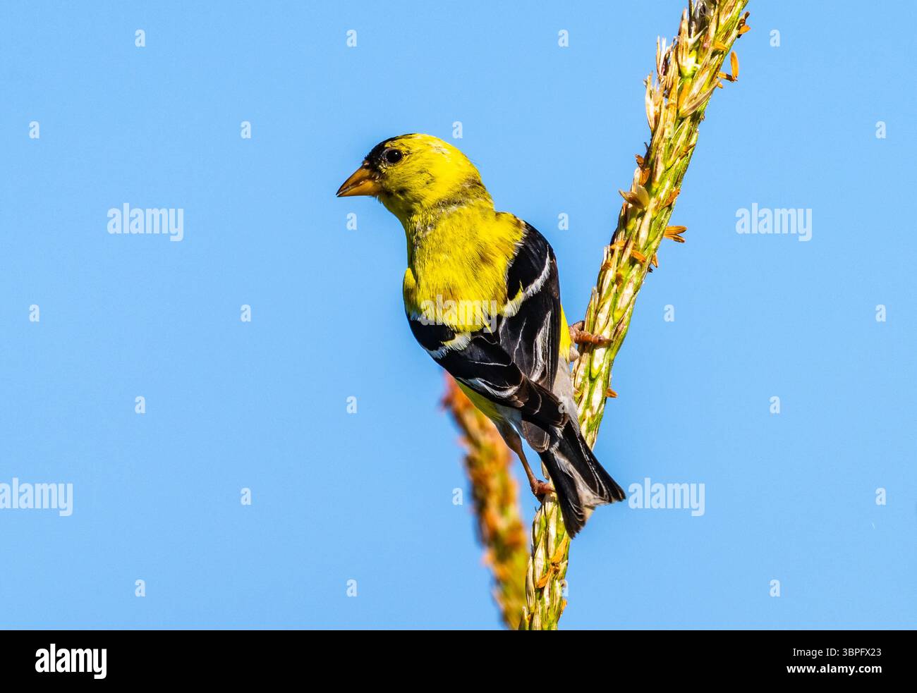 Un mâle coloré Goldfinch américain (Spinus tristis) perché sur une herbe. Californie, États-Unis. Banque D'Images