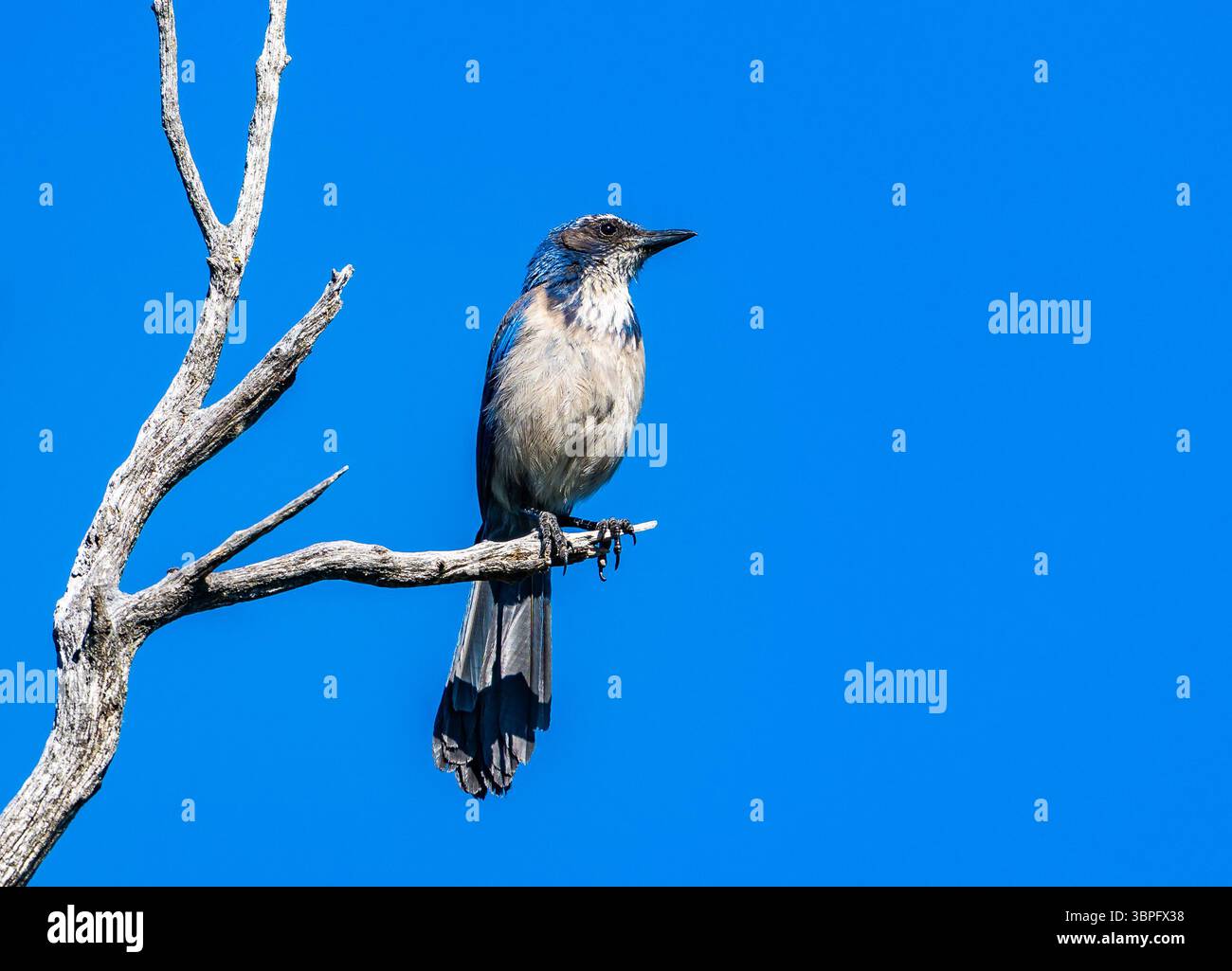 Un Scrub-Jay de Californie (Aphelocoma californica) perché sur un arbre mort. Californie, États-Unis. Banque D'Images