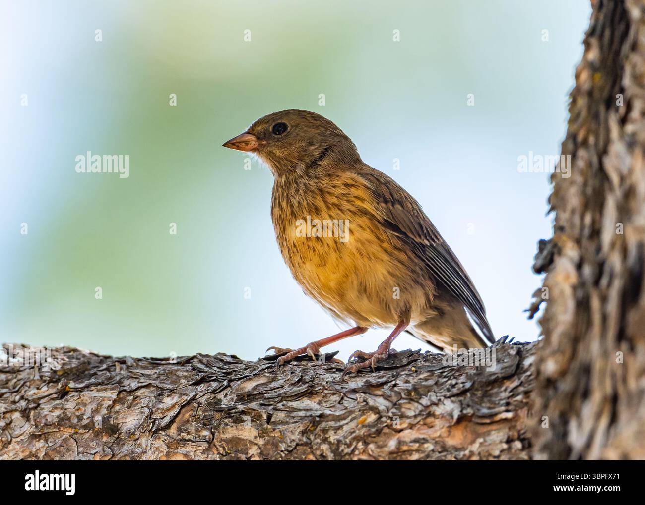 Un Junco immature aux yeux noirs (Junco hyemalis) perché sur un arbre. Californie, États-Unis. Banque D'Images