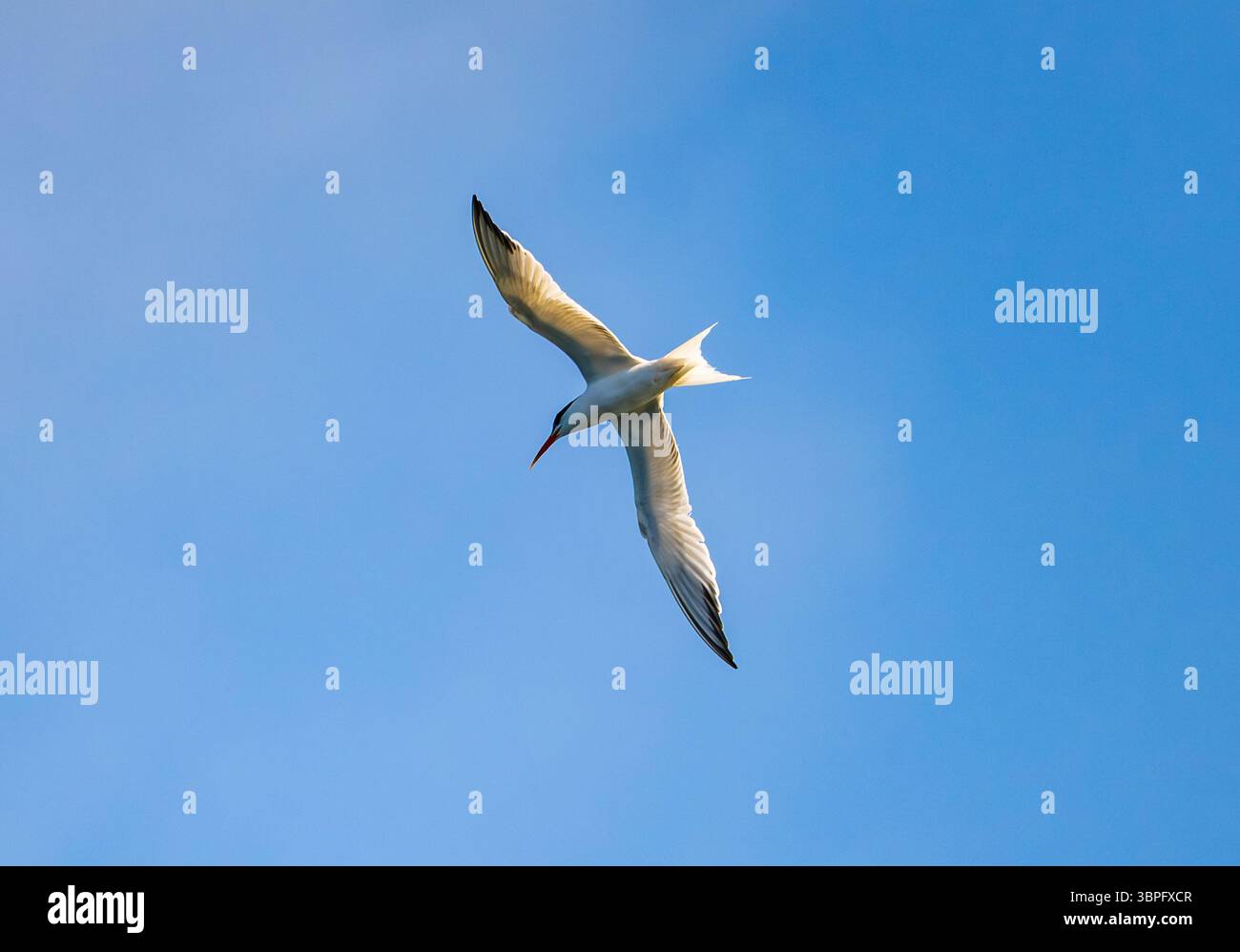 Une élégante Terne (Thalasseus elegans) volant au-dessus de la tête. Californie, États-Unis. Banque D'Images