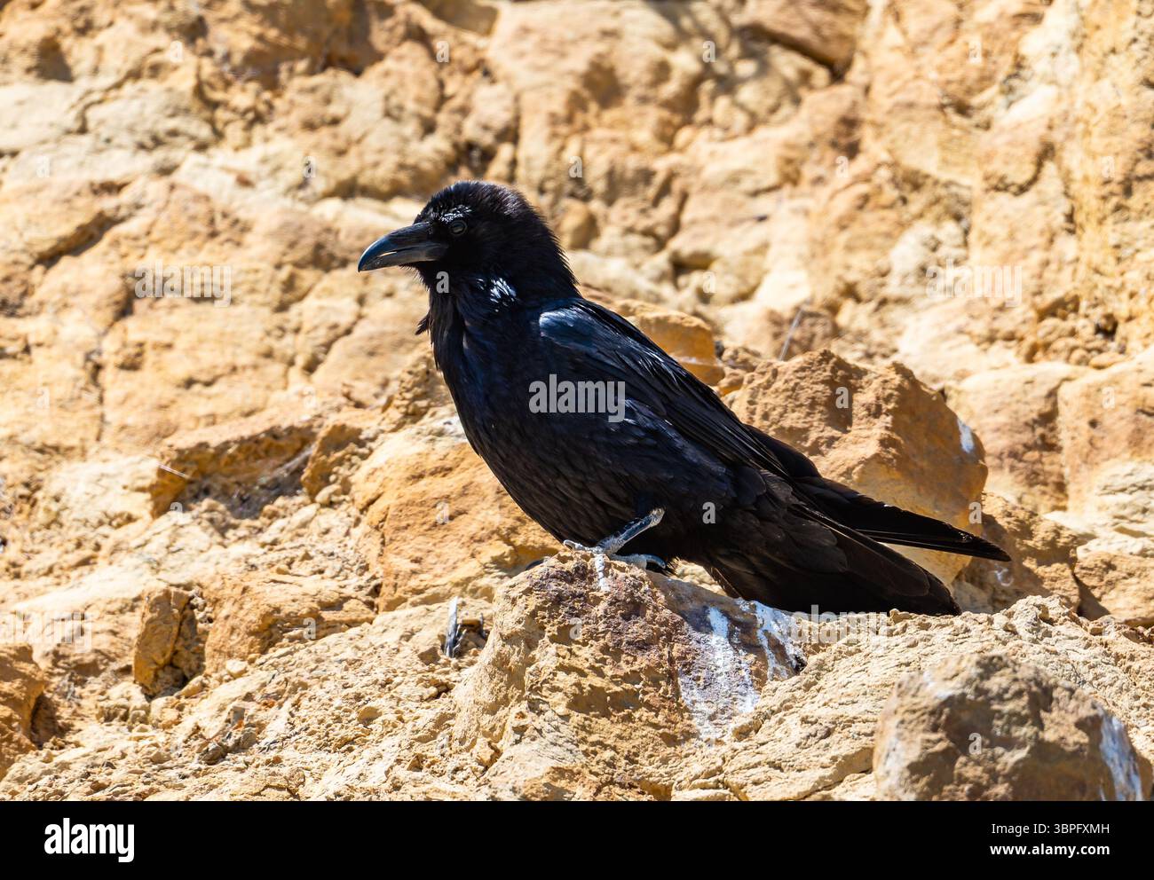 Un Corbeau commun (Corvus corax) perché sur une falaise rocheuse. Californie, États-Unis. Banque D'Images
