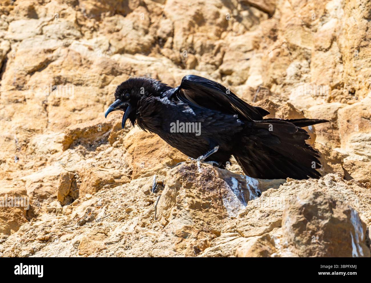 Un Corbeau commun (Corvus corax) faisant appel à une falaise rocheuse. Californie, États-Unis. Banque D'Images