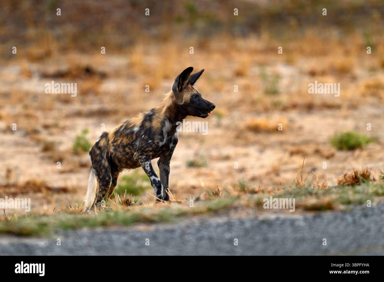 Chien sauvage africain, Lycaon pictus, portrait détaillé muzzle ouvert, Mana pools, Zimbabwe, Afrique. Animal dangereux repéré avec de grandes oreilles. Chasse peint DO Banque D'Images