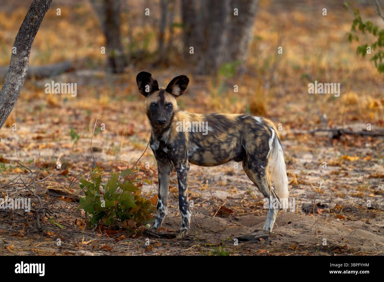 Chien sauvage africain, Lycaon pictus, portrait détaillé muzzle ouvert, Mana pools, Zimbabwe, Afrique. Animal dangereux repéré avec de grandes oreilles. Chasse peint DO Banque D'Images