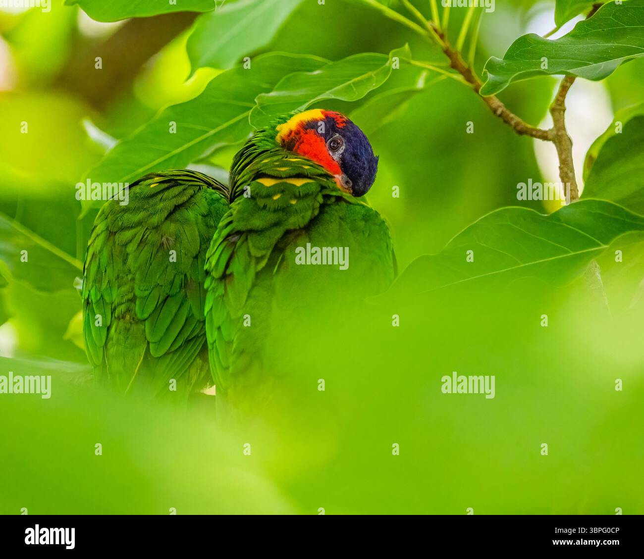 Un Rainbow Lorikeet préparant ses ailes Banque D'Images