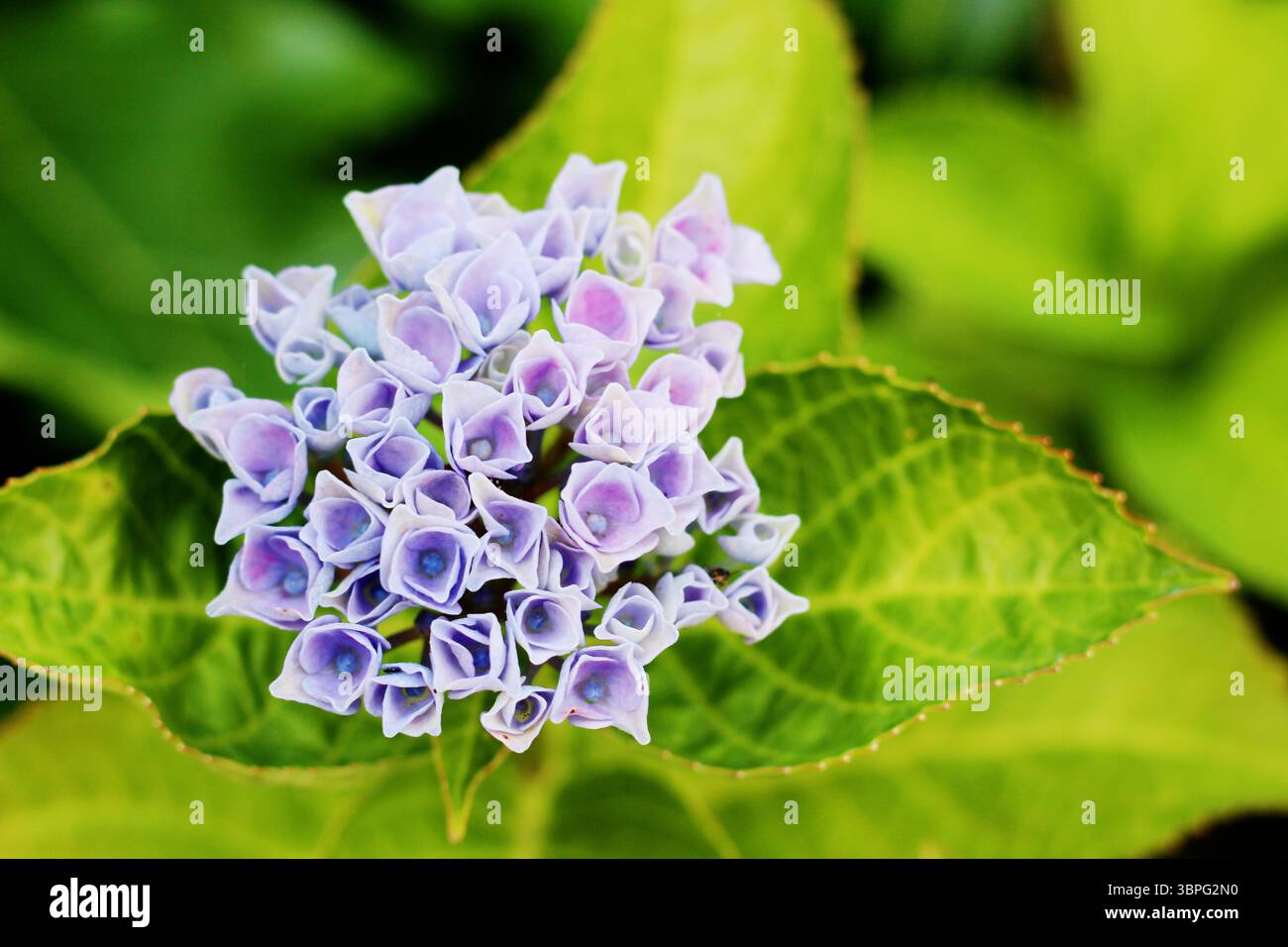 Les premières fleurs commencent à s'ouvrir sur une hortensia, avec de délicates fleurs violettes regroupant pour créer son propre bouquet naturel Banque D'Images