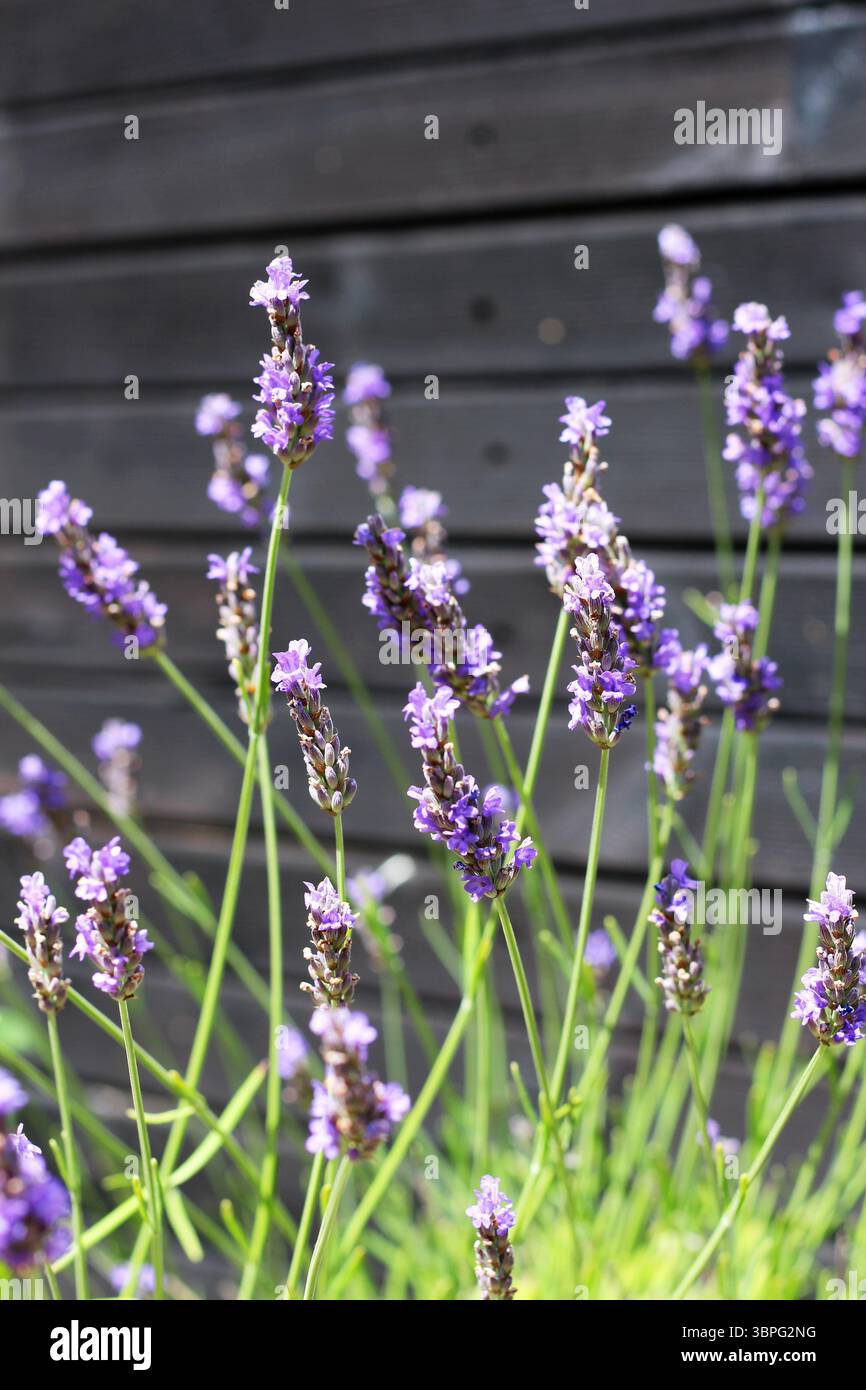 Le violet profond des fleurs de lavande éclate contre un hangar en bois peint en noir Banque D'Images