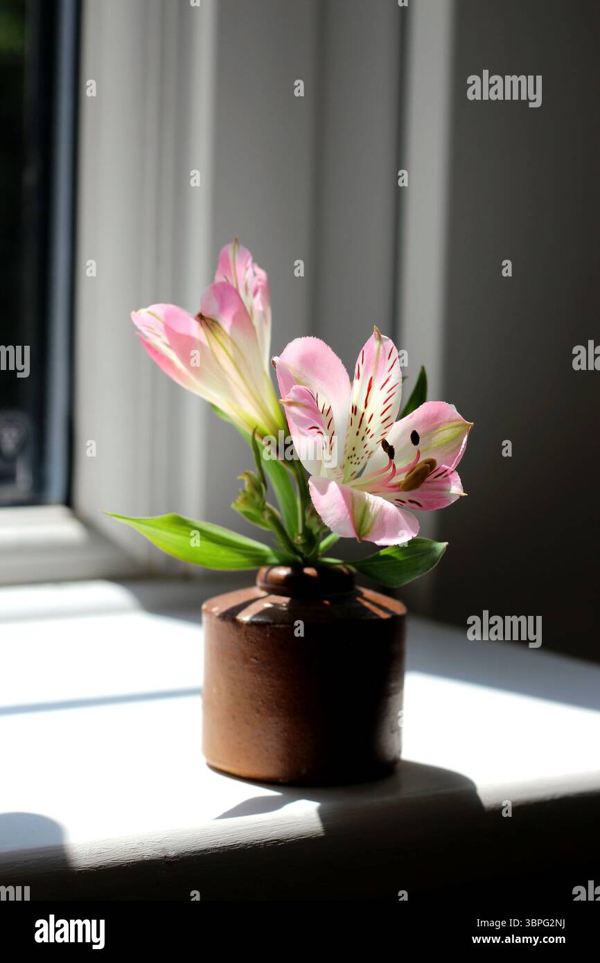 Une petite coupe d'alstroemeria 'Summer Break' dans un petit pot en grès (un encrier antique) attire la lumière sur le rebord de la fenêtre Banque D'Images