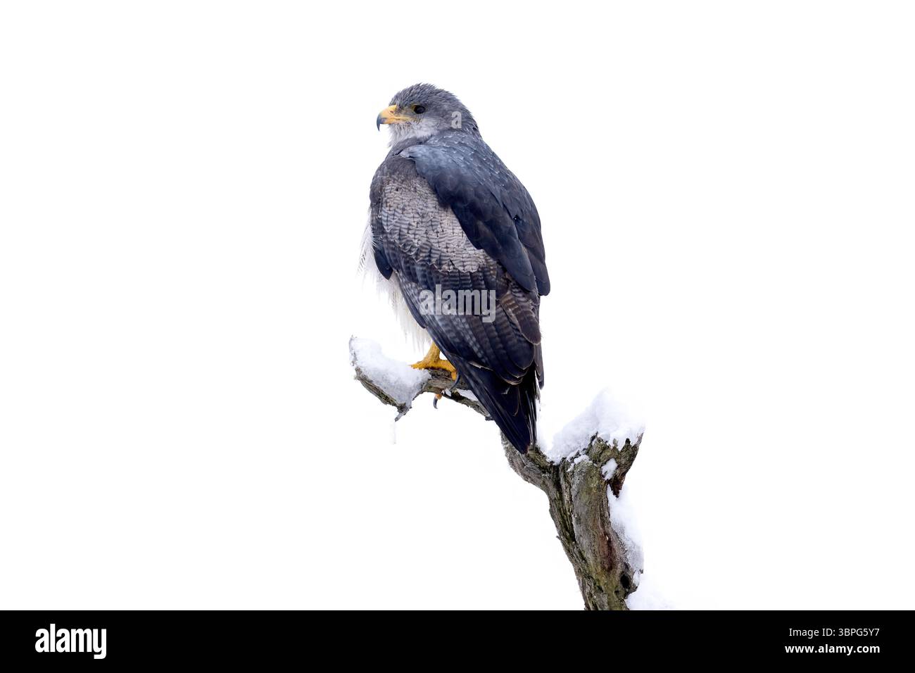 Aigle-buzzard à torse noir, Geranoaetus melanoleucus, Torres del Paine NP, Patagonie, Chili. Oiseau faucon dans l'habitat naturel, paysage blanc neige, c Banque D'Images