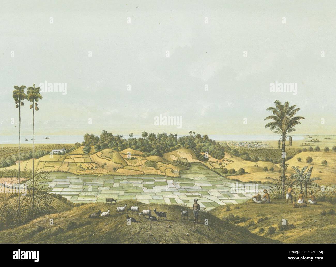 Lithographie scénique tirée de Java-album (1854) de Franz Wilhelm Junghuhn, représentant le paysage agricole et les plaines côtières le long de la côte nord près de Semarang, Java. Les rizières, le bétail et les villageois au travail mettent en valeur la vie rurale de la région à l'époque coloniale néerlandaise. Banque D'Images