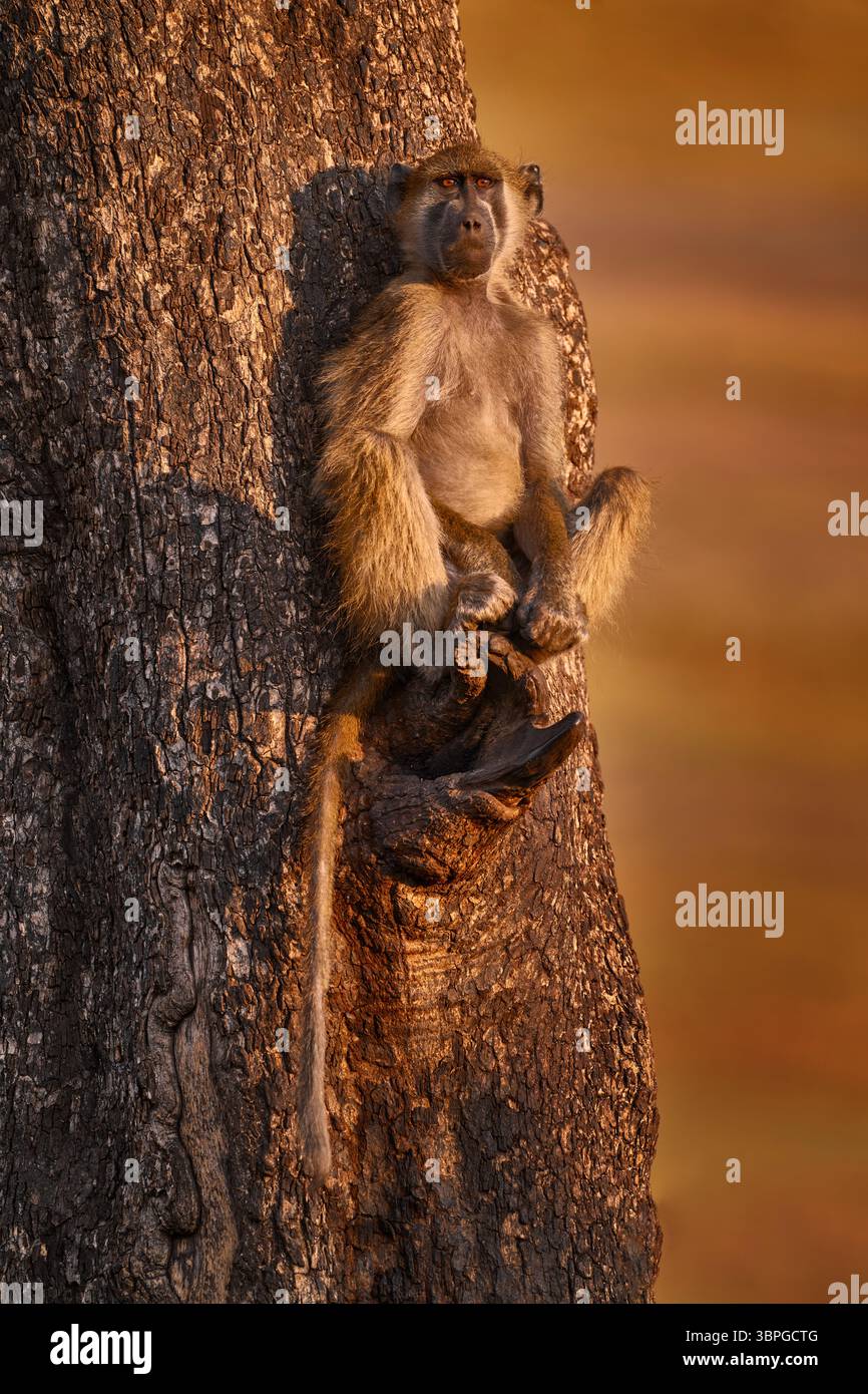 Babouin Chacma, Papio ursinus, singe de Moremi, delta de l'Okavango, Botswana. Singe nourrissant des fruits en végétaton vert. Nature sauvage en Afrique. Sauvage Banque D'Images
