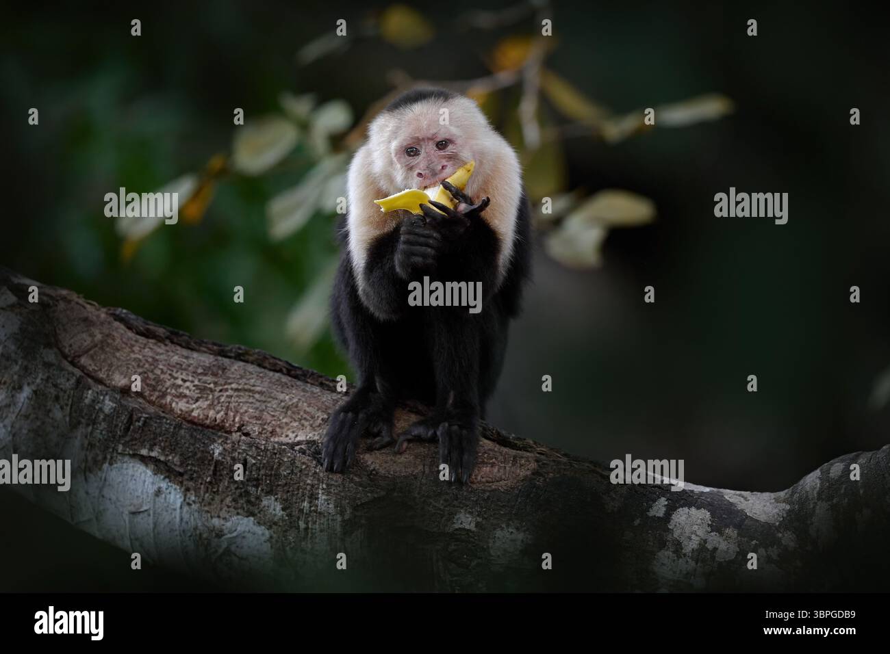 Costa Rica nature. Capucin à tête blanche, singe noir assis sur la branche d'arbre dans la forêt tropicale sombre. CEBus imitateur momkey dans la matinée fo Banque D'Images
